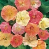 Flowering Maple Abutilon Seeds - 20 Tropical Plant Seeds - Bell-Shaped Flowers - Image 1