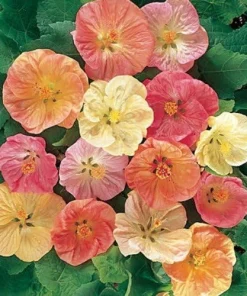 Flowering Maple Abutilon Seeds - 20 Tropical Plant Seeds - Bell-Shaped Flowers - Image 1