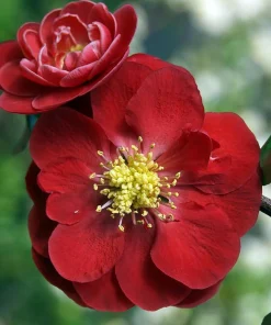 Flowering Quince Live Plant Collection – 3 Quince Plants, 4" Pots – Scarlet, White, Peach - Image 2