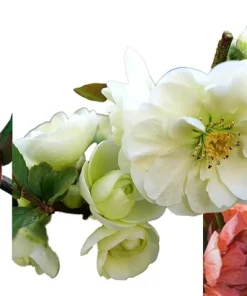Flowering Quince Live Plant Collection – 3 Quince Plants, 4