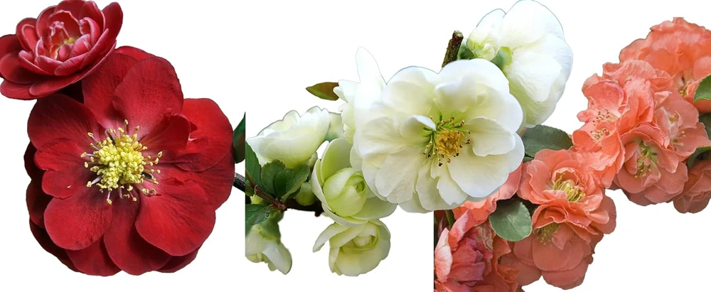Flowering Quince Live Plant Collection – 3 Quince Plants, 4" Pots – Scarlet, White, Peach - Image 1