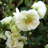 Flowering Quince Live Plant – Eternal White Shrub – 4 inch Pot – Outdoor - Image 1