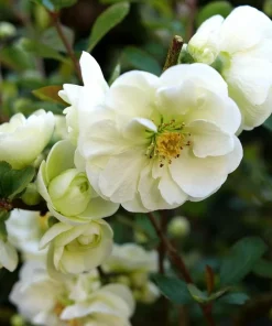 Flowering Quince Live Plant – Eternal White Shrub – 4 inch Pot – Outdoor - Image 1
