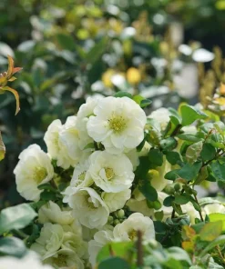 Flowering Quince Live Plant – Eternal White Shrub – 4 inch Pot – Outdoor - Image 2