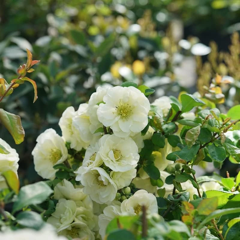 Flowering Quince Live Plant – Eternal White Shrub – 4 inch Pot – Outdoor - Image 2