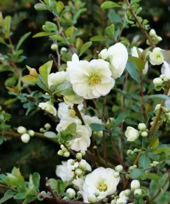 Flowering Quince Live Plant – Eternal White Shrub – 4 inch Pot – Outdoor - Image 3