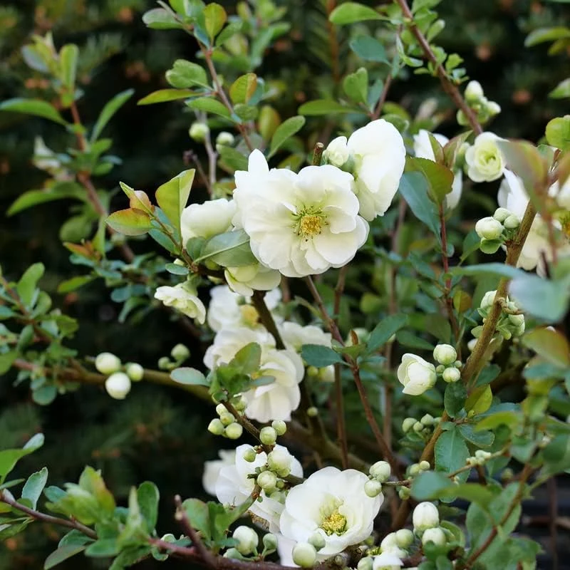 Flowering Quince Live Plant – Eternal White Shrub – 4 inch Pot – Outdoor - Image 3