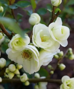 Flowering Quince Live Plant – Eternal White Shrub – 4 inch Pot – Outdoor - Image 4