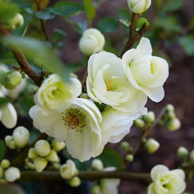 Flowering Quince Live Plant – Eternal White Shrub – 4 inch Pot – Outdoor - Image 4
