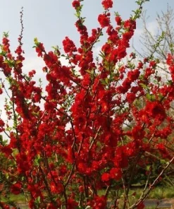 Flowering Quince Live Plant - Scarlet Storm Chaenomeles - Red Blooms, 3-4 ft Tall - Image 2