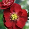 Flowering Quince Live Plant - Scarlet Storm Chaenomeles - Red Blooms, 3-4 ft Tall - Image 1