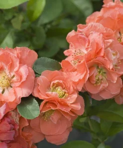 Flowering Quince Peach Live Plant - 4 inch Pot - Outdoor Shrub for Spring Color - Image 2