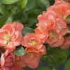 Flowering Quince Peach Live Plant - 4 inch Pot - Outdoor Shrub for Spring Color - Image 1