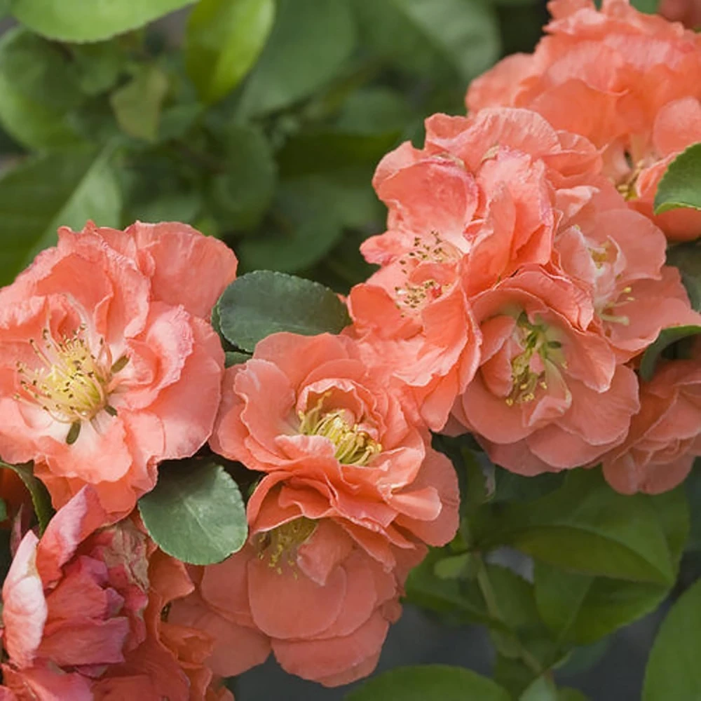 Flowering Quince Peach Live Plant - 4 inch Pot - Outdoor Shrub for Spring Color - Image 1