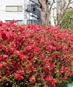 Flowering Quince Seeds - 30 Count - Pink, Red, White, Orange Shrub - Chaenomeles Speciosa - Image 11