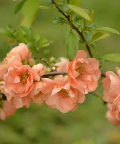 Flowering Quince Seeds - 30 Count - Pink, Red, White, Orange Shrub - Chaenomeles Speciosa - Image 12