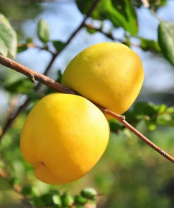 Flowering Quince Seeds - 30 Count - Pink, Red, White, Orange Shrub - Chaenomeles Speciosa - Image 2