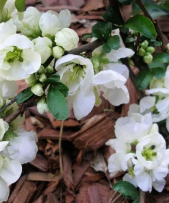 Flowering Quince Seeds - 30 Count - Pink, Red, White, Orange Shrub - Chaenomeles Speciosa - Image 4