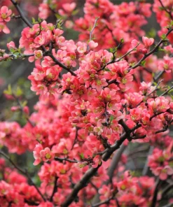Flowering Quince Seeds - 30 Count - Pink, Red, White, Orange Shrub - Chaenomeles Speciosa - Image 5
