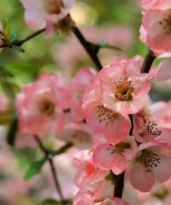 Flowering Quince Seeds - 30 Count - Pink, Red, White, Orange Shrub - Chaenomeles Speciosa - Image 6