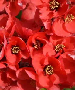Flowering Quince Seeds - 30 Count - Pink, Red, White, Orange Shrub - Chaenomeles Speciosa - Image 7