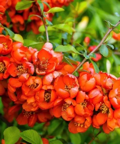 Flowering Quince Seeds - 30 Count - Pink, Red, White, Orange Shrub - Chaenomeles Speciosa - Image 8