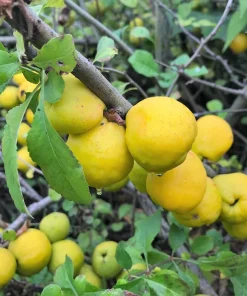 Flowering Quince Seeds - 30 Count - Pink, Red, White, Orange Shrub - Chaenomeles Speciosa - Image 9