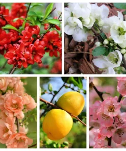 Flowering Quince Seeds - 30 Count - Pink, Red, White, Orange Shrub - Chaenomeles Speciosa - Image 1