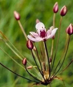 Flowering Rush Seeds - Aquatic Pond Plant - 20 Seeds - Pink Flowers - Image 2
