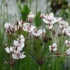 Flowering Rush Seeds - Aquatic Pond Plant - 20 Seeds - Pink Flowers - Image 1