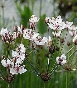 Flowering Rush Seeds - Aquatic Pond Plant - 20 Seeds - Pink Flowers - Image 1