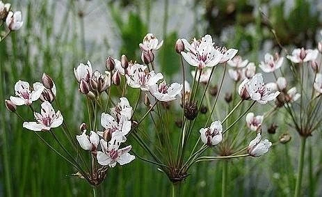 Flowering Rush Seeds - Aquatic Pond Plant - 20 Seeds - Pink Flowers - Image 1