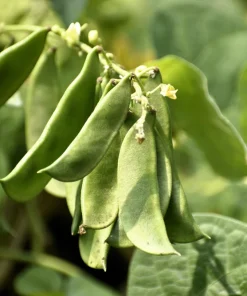 Fordhook 242 Lima Bean Seeds - Bush Vegetable Seeds - 20 Count - Image 2