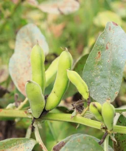 Fordhook 242 Lima Bean Seeds - Bush Vegetable Seeds - 20 Count - Image 3