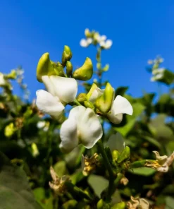 Fordhook 242 Lima Bean Seeds - Bush Vegetable Seeds - 20 Count - Image 4