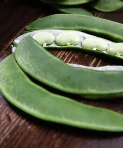 Fordhook 242 Lima Bean Seeds - Bush Vegetable Seeds - 20 Count - Image 5