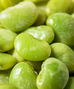 Fordhook 242 Lima Bean Seeds - Bush Vegetable Seeds - 20 Count - Image 1
