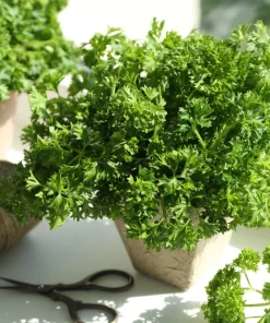 Forest Green Parsley Seeds - 500 Count, Petroselinum Crispum, Herb Seeds, Biennial - Image 2