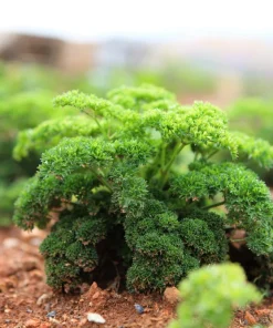 Forest Green Parsley Seeds - 500 Count, Petroselinum Crispum, Herb Seeds, Biennial - Image 3