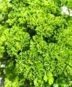 Forest Green Parsley Seeds - 500 Count, Petroselinum Crispum, Herb Seeds, Biennial - Image 4