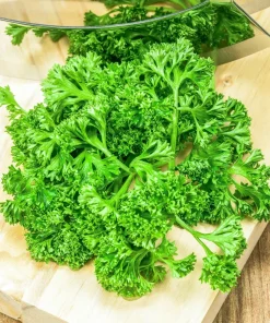 Forest Green Parsley Seeds - 500 Count, Petroselinum Crispum, Herb Seeds, Biennial - Image 5