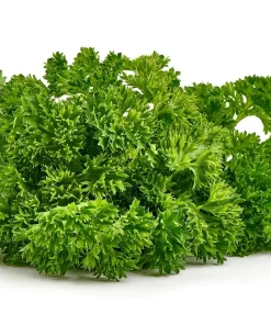 Forest Green Parsley Seeds - 500 Count, Petroselinum Crispum, Herb Seeds, Biennial - Image 6