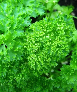 Forest Green Parsley Seeds - 500 Count, Petroselinum Crispum, Herb Seeds, Biennial - Image 7
