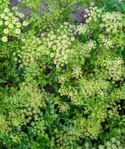 Forest Green Parsley Seeds - 500 Count, Petroselinum Crispum, Herb Seeds, Biennial - Image 8