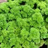 Forest Green Parsley Seeds - 500 Count, Petroselinum Crispum, Herb Seeds, Biennial - Image 1