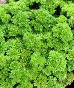 Forest Green Parsley Seeds - 500 Count, Petroselinum Crispum, Herb Seeds, Biennial - Image 1