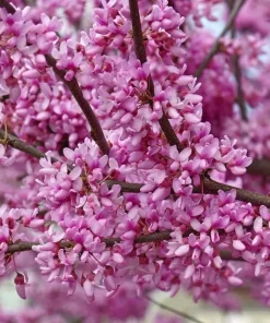 Forest Pansy Eastern Redbud Tree Seeds - 5 Pack, Red Foliage, Outdoor - Image 2