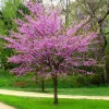 Forest Pansy Eastern Redbud Tree Seeds - 5 Pack, Red Foliage, Outdoor - Image 1
