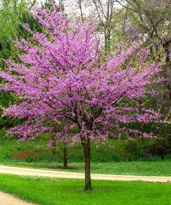 Forest Pansy Eastern Redbud Tree Seeds - 5 Pack, Red Foliage, Outdoor - Image 1