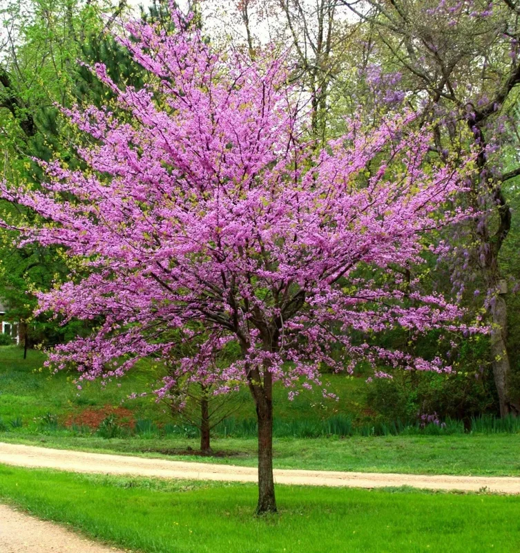 Forest Pansy Eastern Redbud Tree Seeds - 5 Pack, Red Foliage, Outdoor - Image 1